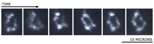 la cellule Mycroplasma Genitalium