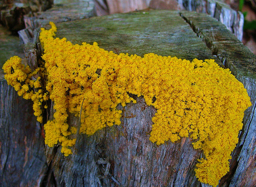 Un Physarum polycephalum par Sentrawoods Un Physarum polycephalum par Sentrawoods