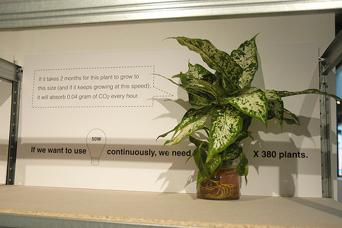 Natural Fuse : comment utiliser la nature pour compenser ses émissions de carbone