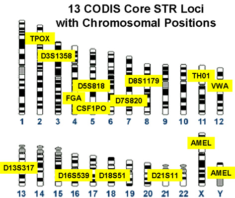 Codis_profile Codis_profile