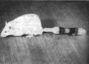 L'un des premiers cyborg, évoqué par Clynes et Kline L'un des premiers cyborg, évoqué par Clynes et Kline