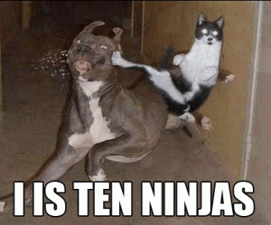 lolcat03 lolcat03