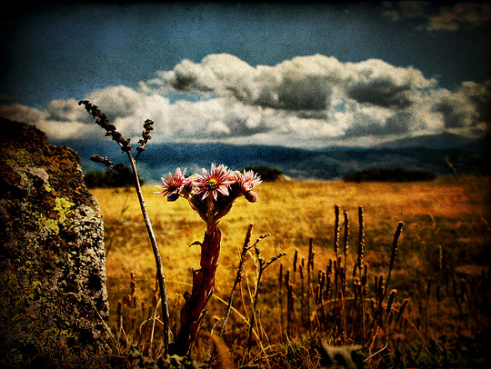 Loneliness Loneliness