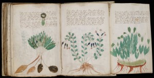 Pages du manuscrit Voynich Pages du manuscrit Voynich