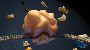 RNAi-translation-original