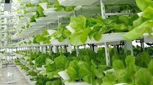 101182633-vertical-farm.530x298