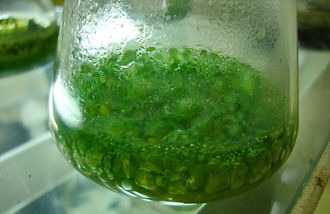 330px-Blue-green_algae_cultured_in_specific_media