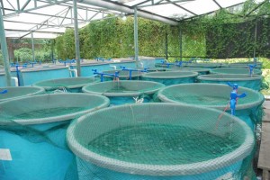 hope-aquaculture-eco-clean-fish-farms_277